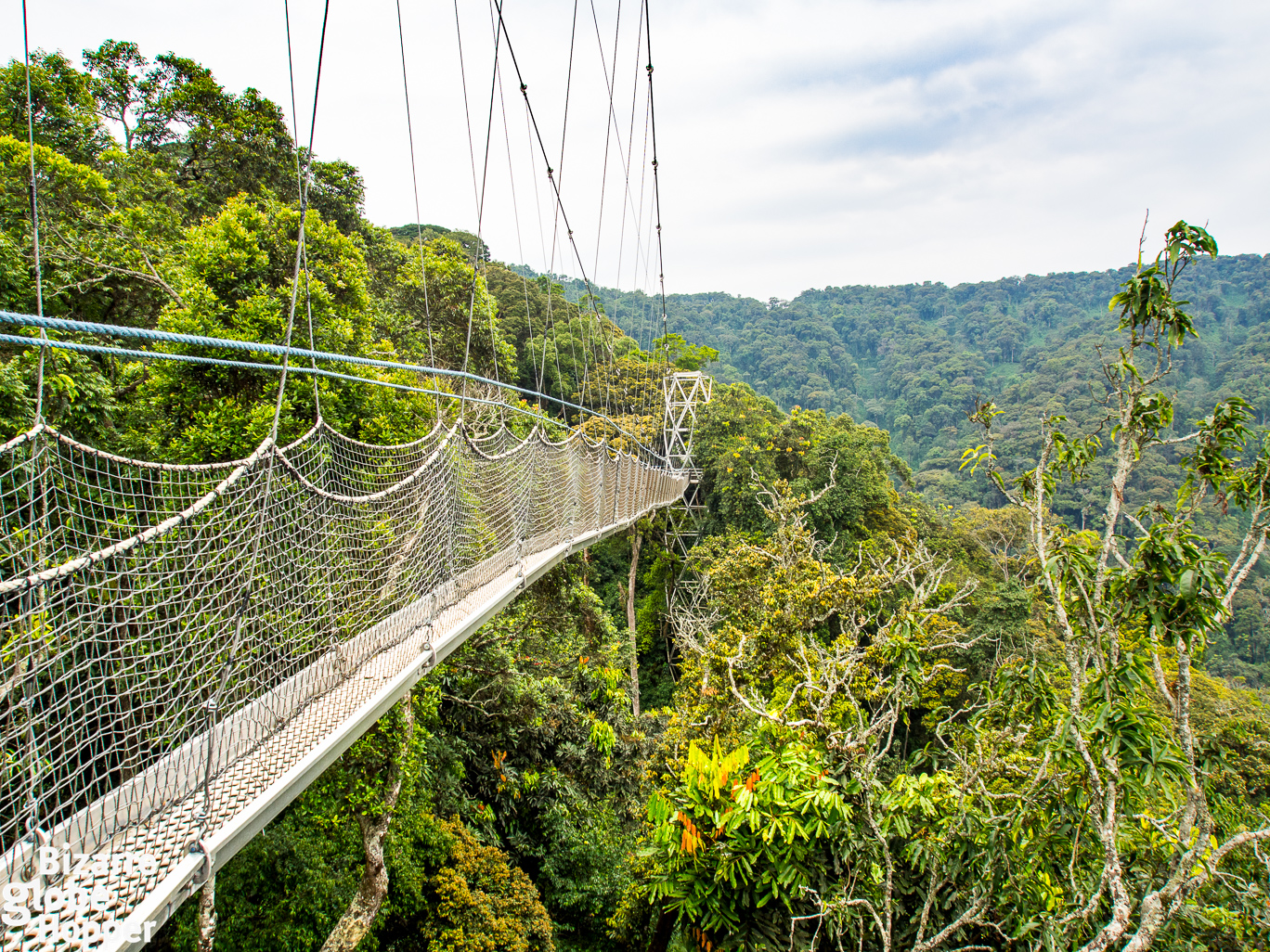 Nyungwe Rainforest & Canopy Walk