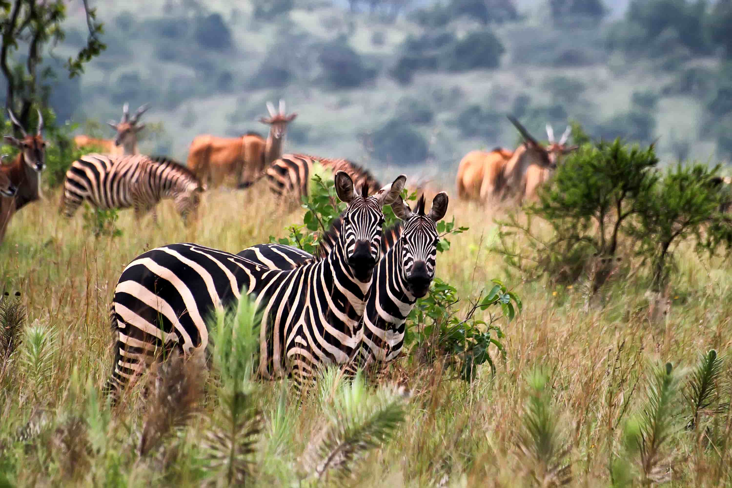 Akagera Big Five Safari