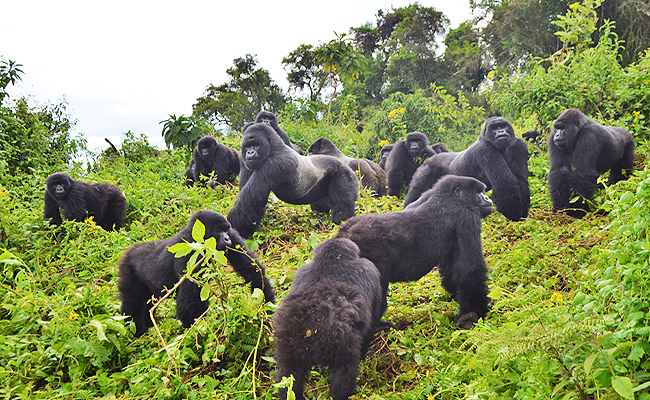 Gorilla Trekking in Volcanoes National Park