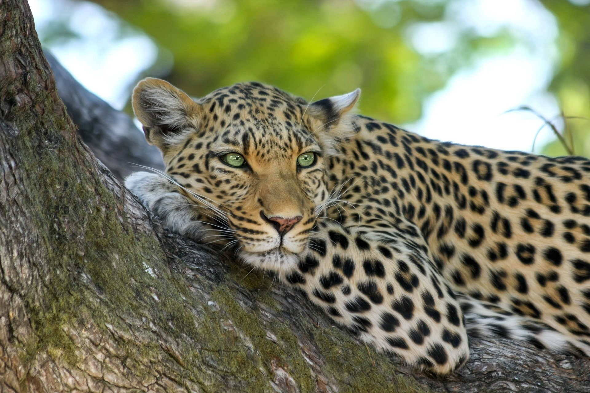 Wildlife