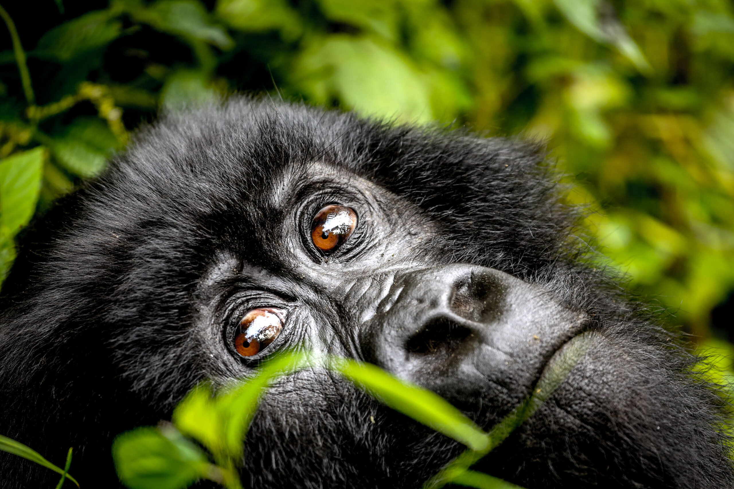 Gorilla trekking