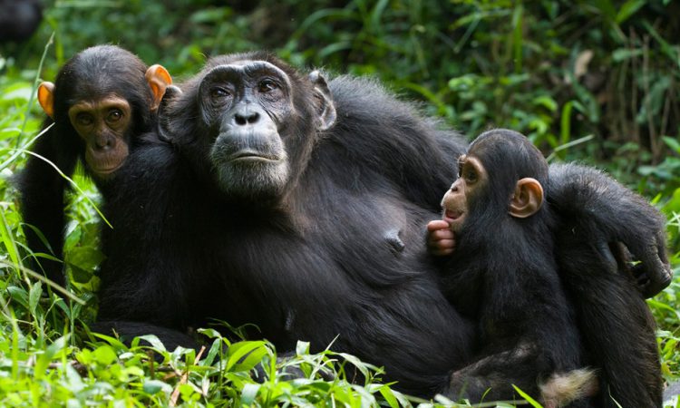Mountain Gorillas